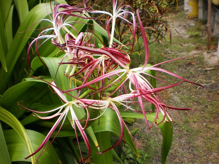 Spider lily Crinum.jpg - Spider lily Crinum